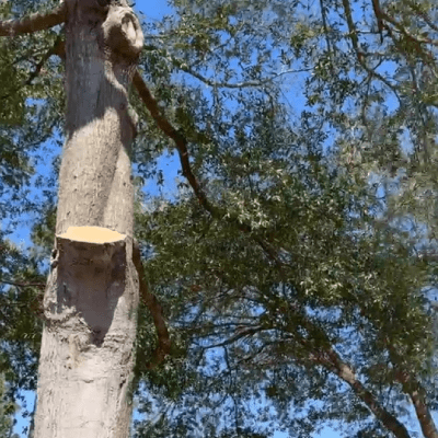 TREE PRUNING